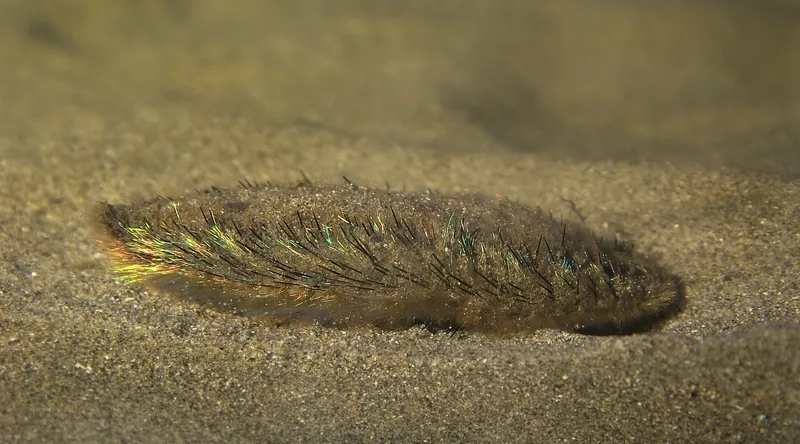 Sea mouse (Aphroditidae)