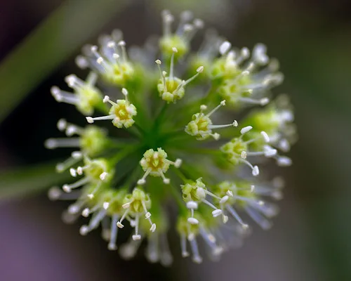 Marsh pennywort (Araliaceae)