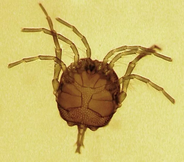 Water mites (Arrenuridae)