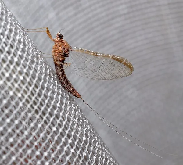 Baetidae