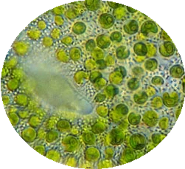 Chlorellaceae