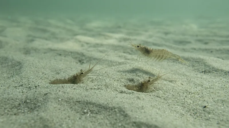Brown shrimp (Crangonidae)