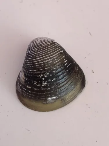 Asian clam (Cyrenidae)