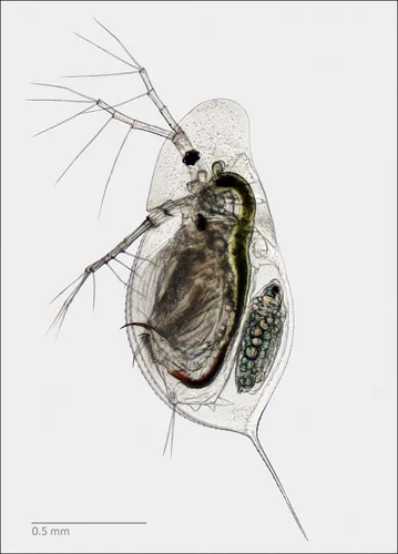 Water fleas (Daphniidae)