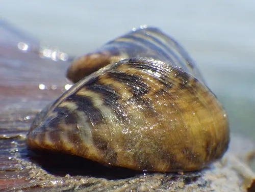 Driehoeksmosselen (Dreissenidae) op de bodem van het IJsselmeer