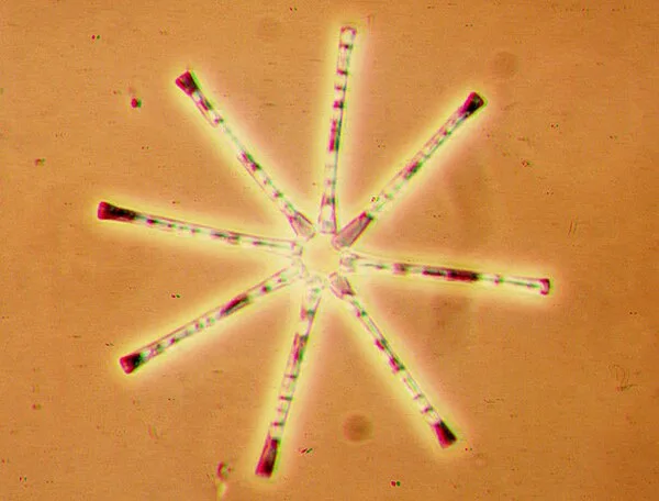 Fragilariaceae