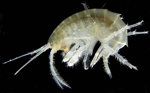 Vlokreeftjes (Gammaridae)