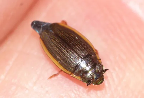 Whirligig beetles (Gyrinidae)