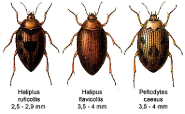 Crawling water beetles (Haliplidae)