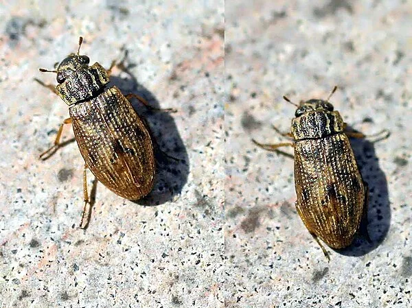Moeraskevers (Helophoridae)