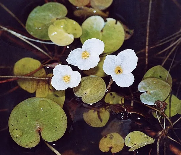 Frogbit family (Hydrocharitaceae)