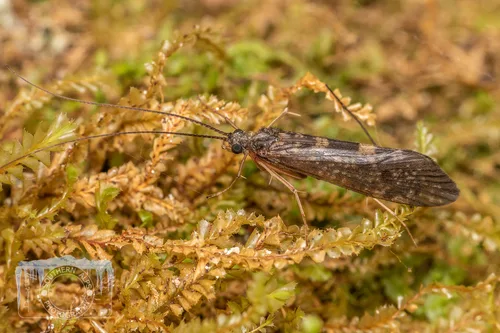 Caddisflies (Hydropsychidae)