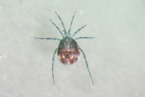 Wassermilben (Hygrobatidae)