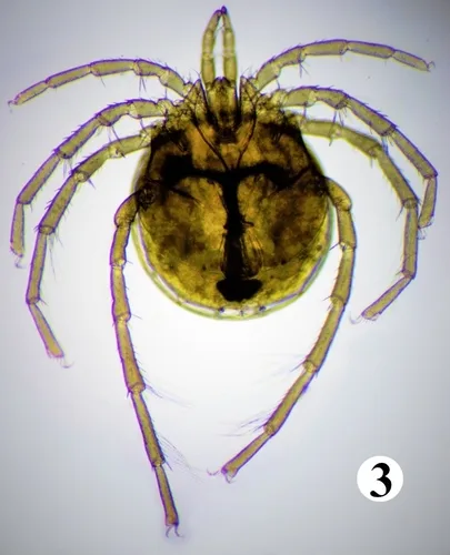Wassermilben (Lebertiidae)