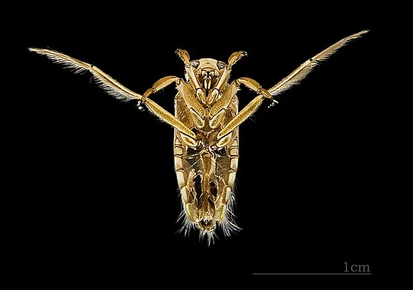 Backswimmers (Notonectidae)
