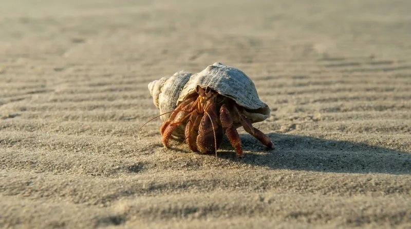 Einsiedlerkrebse (Paguridae)