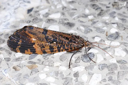 Caddisflies (Phryganeidae)
