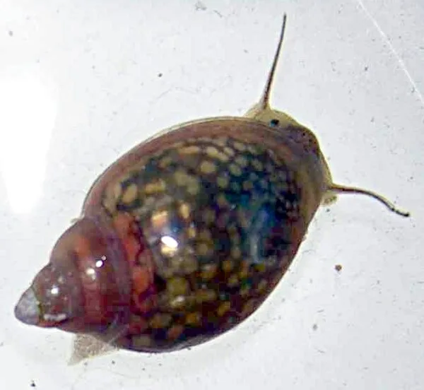 Bladder snails (Physidae)