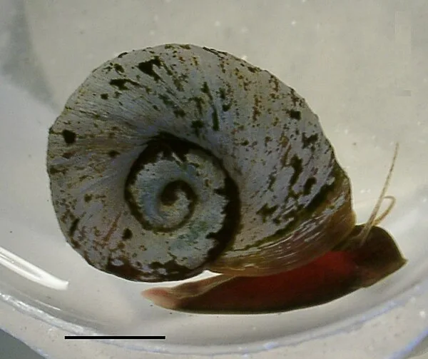 Ramshorn snails (Planorbidae)