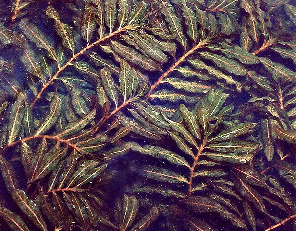 Pondweed family (Potamogetonaceae)