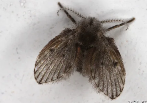 Schmetterlingsmücken (Psychodidae)