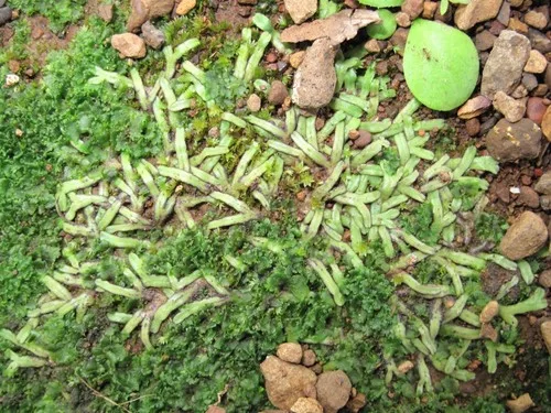 Floating crystalwort (Ricciaceae)