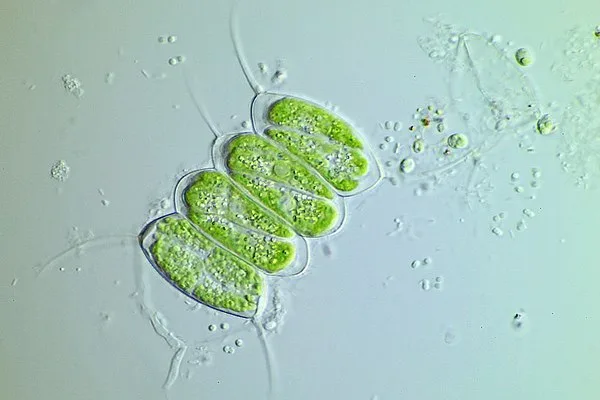 Scenedesmaceae