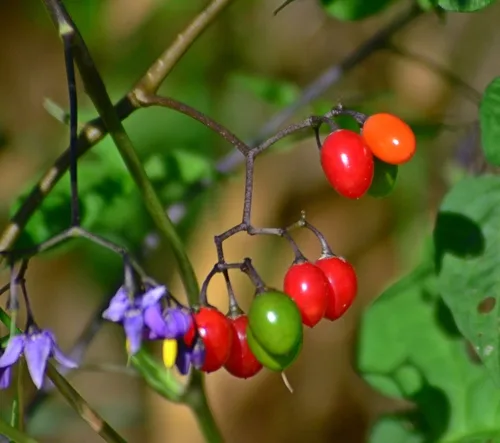 Bittersweet (Solanaceae)