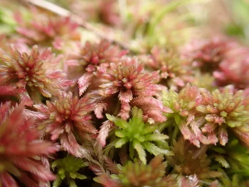 Peat moss (Sphagnaceae)