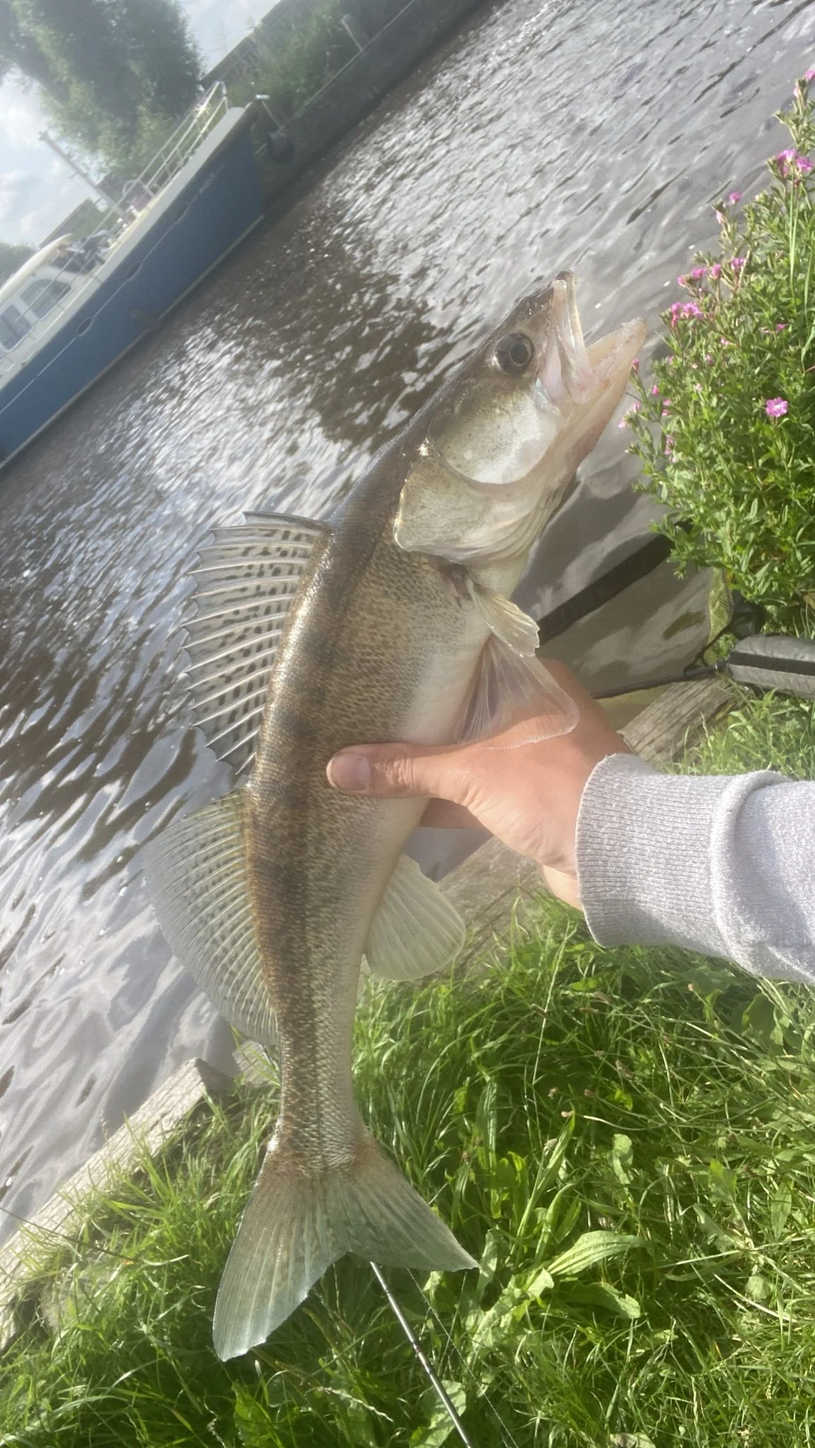 Wytse Punter met een snoekbaars vanaf een bootje op een Nederlands kanaal