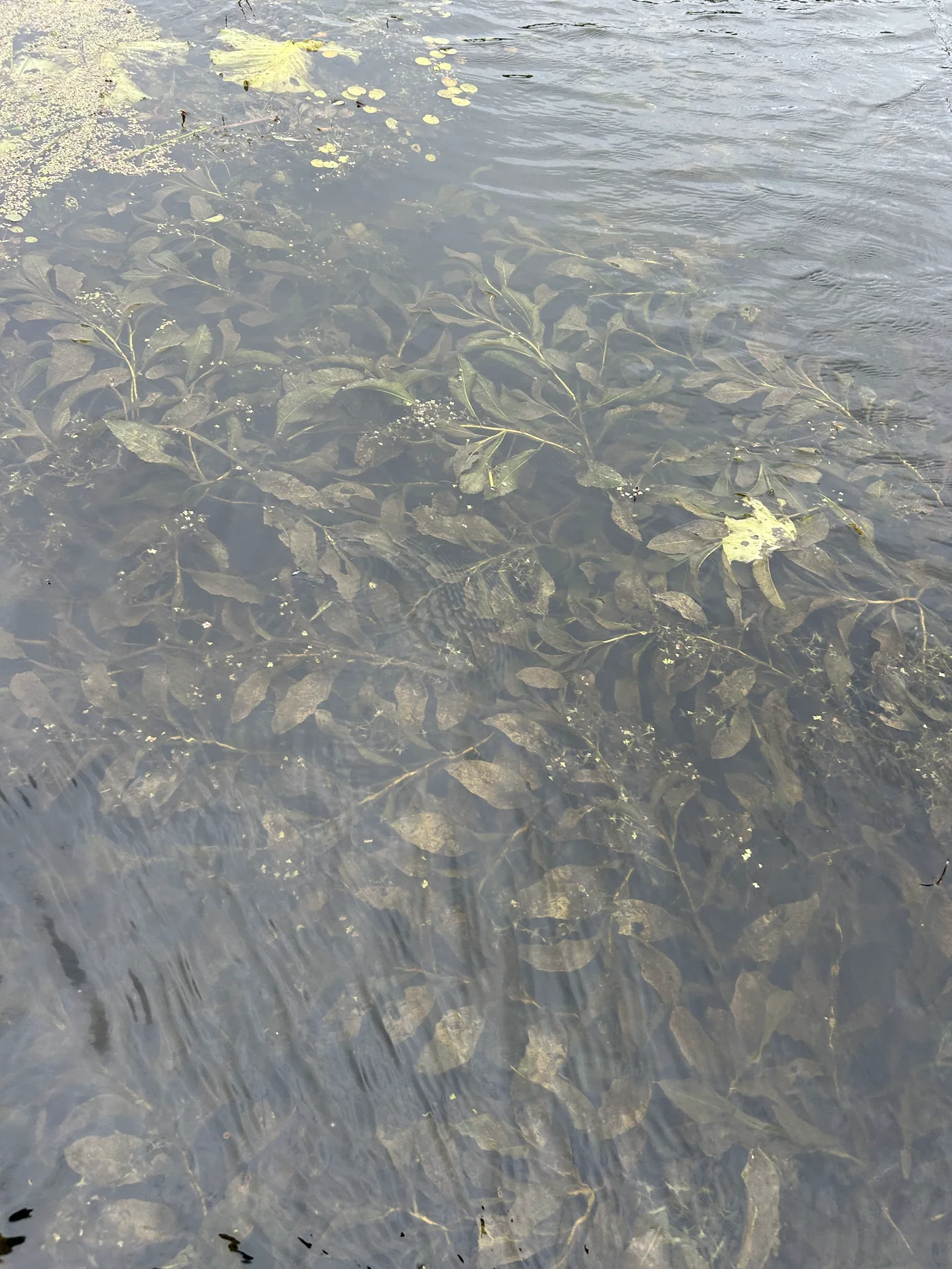Een dicht onderwaterbos van fonteinkruid vlak onder het wateroppervlak, met wat kroos en gele blaadjes erboven.