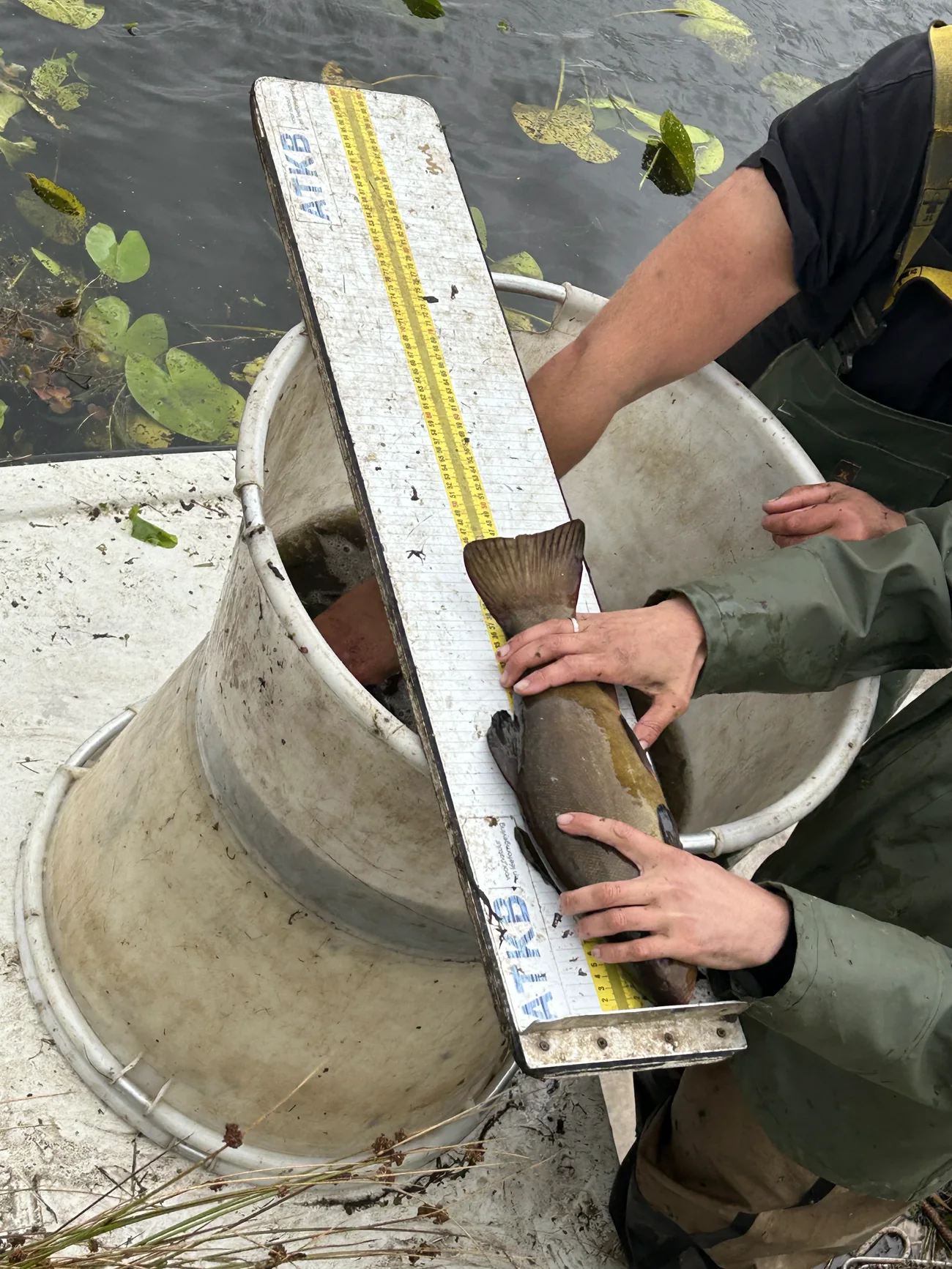 Een zeelt wordt op een meetplank met ATKB-opdruk gelegd boven een tobbe met water. Alleen handen en waadpak zijn zichtbaar.