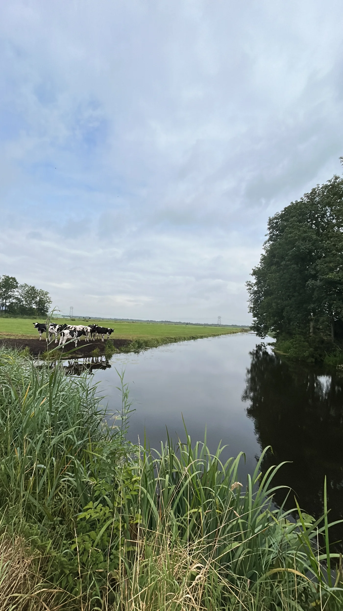 Een rechte poldersloot met rietkraag, een bomenrij aan de overkant en koeien in het weiland.
