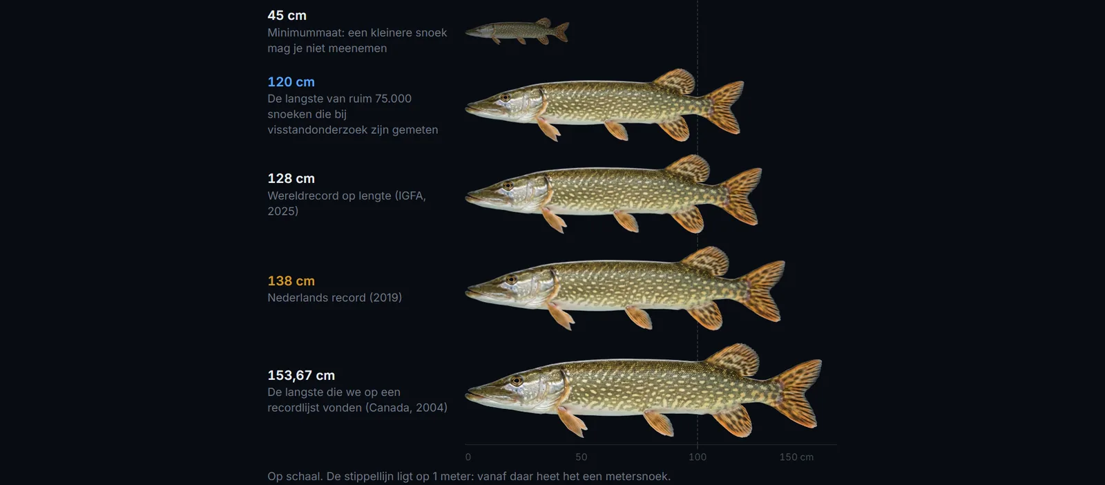 De grootste snoek ooit gevangen, op schaal: van de minimummaat tot de langste snoek op een officiële recordlijst.