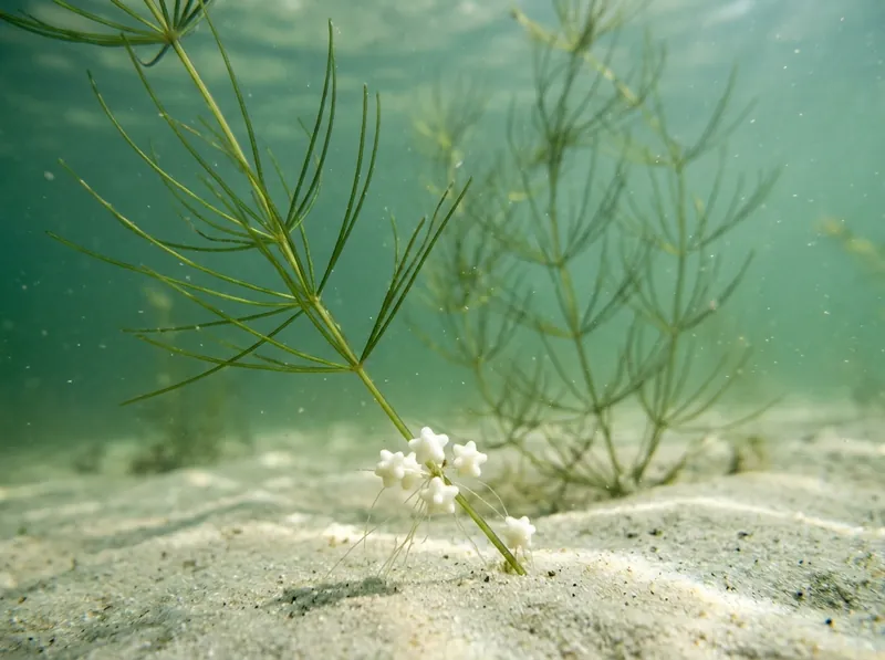 Starry stonewort, with the white, star-shaped bulbils at the base of the plant