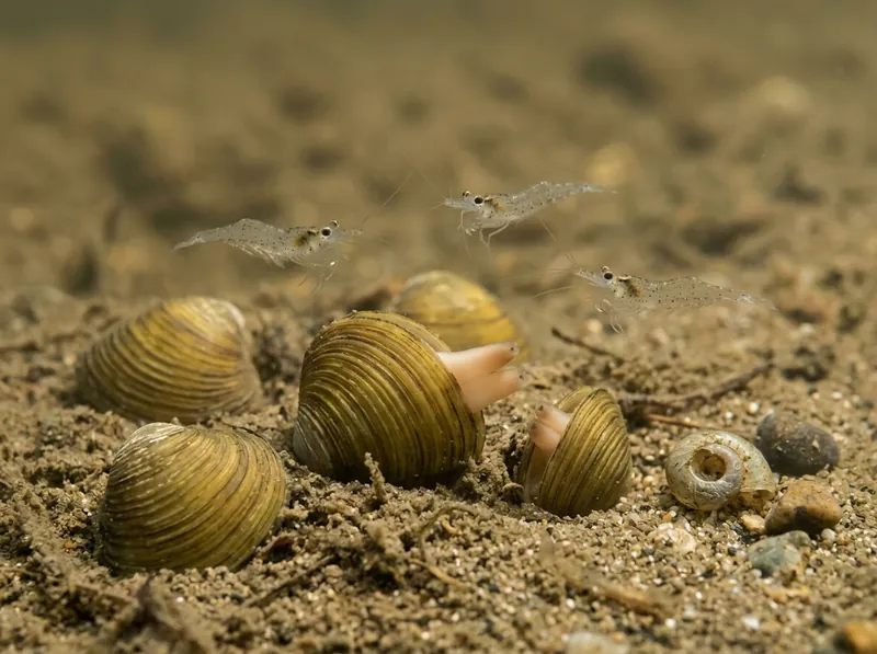 Aziatische korfmossels in het zand, met kleine aasgarnalen erboven