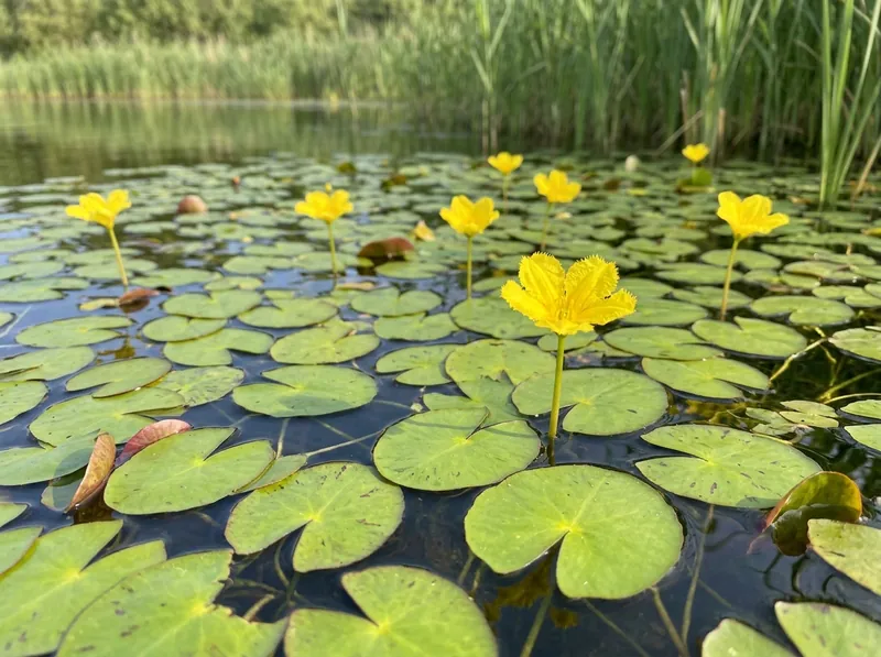 Watergentiaan: kleine, ronde drijvende blaadjes en gele bloemen met franjes