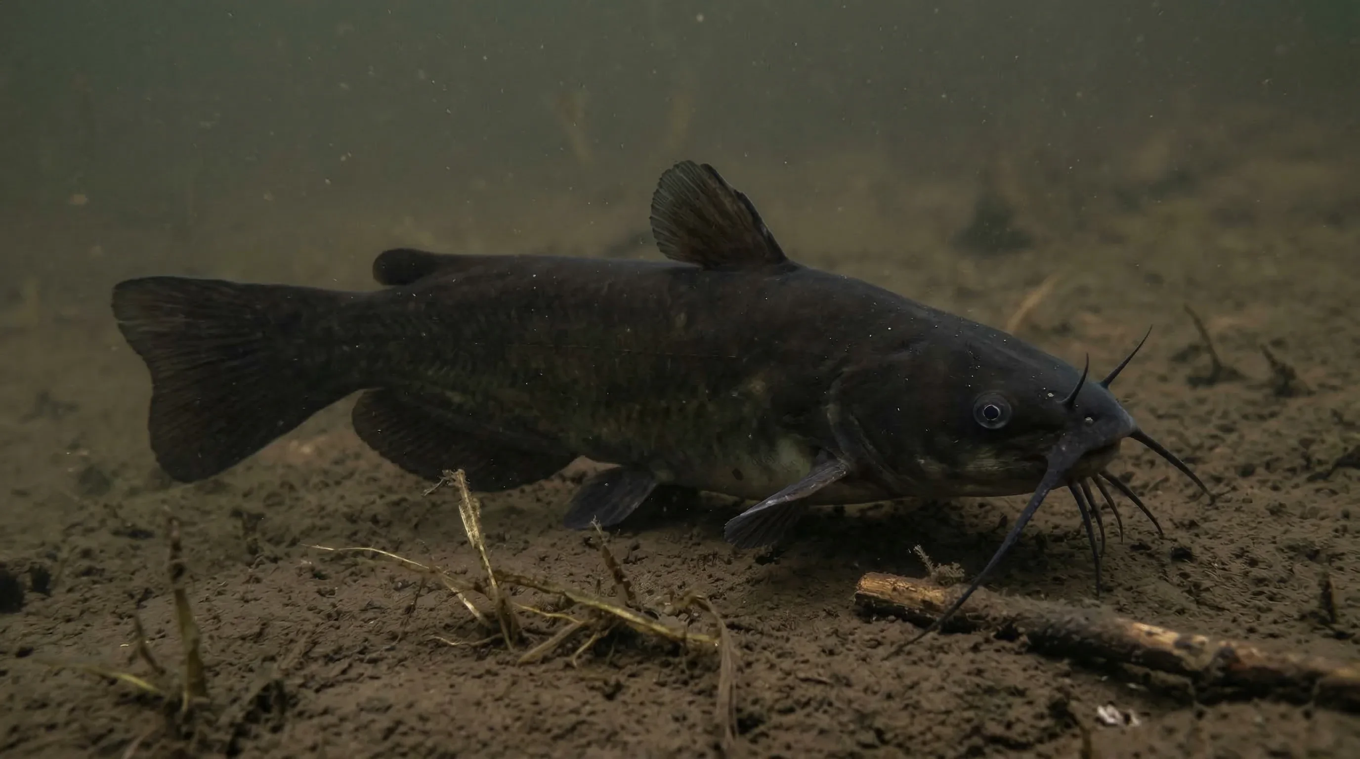 Zwarte dwergmeerval (Ameiurus melas)