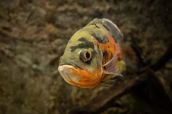 Pauwoogcichlide (Astronotus ocellatus)