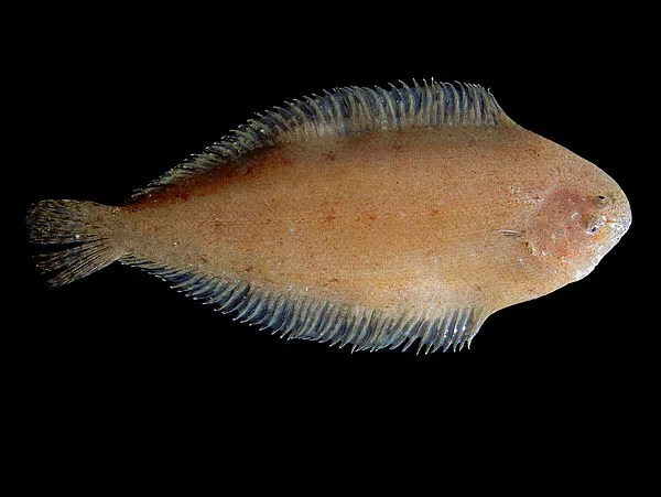 Dwergtong