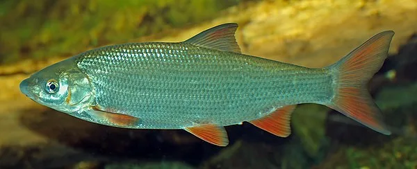Sneep (Chondrostoma nasus)