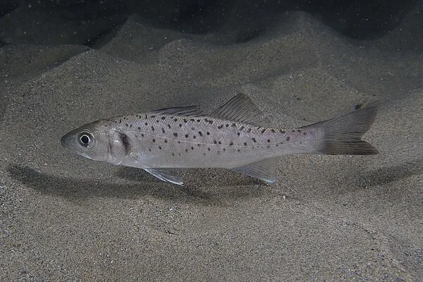 Zeebaars (Dicentrarchus labrax)