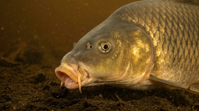 Close-up of a carp's head: the mouth pushed out like a tube, with two short and two longer barbels