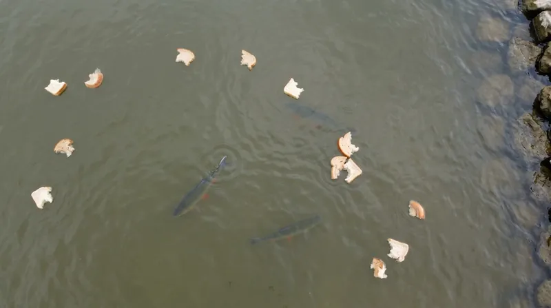 Seen from straight above: small scraps of bread crust float scattered on the river, with a few ide just under the surface