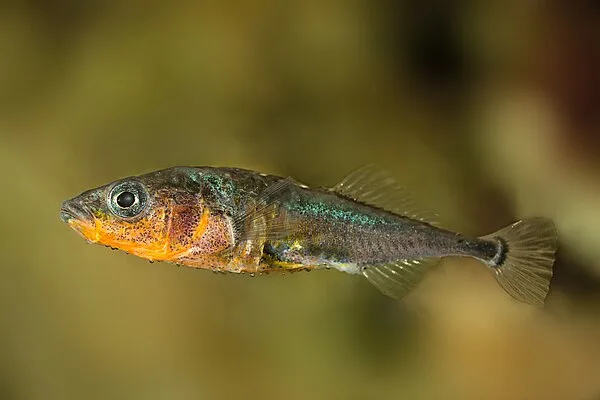 Gasterosteus aculeatus