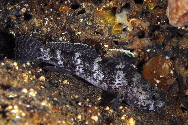 Paganelgrondel (Gobius paganellus)
