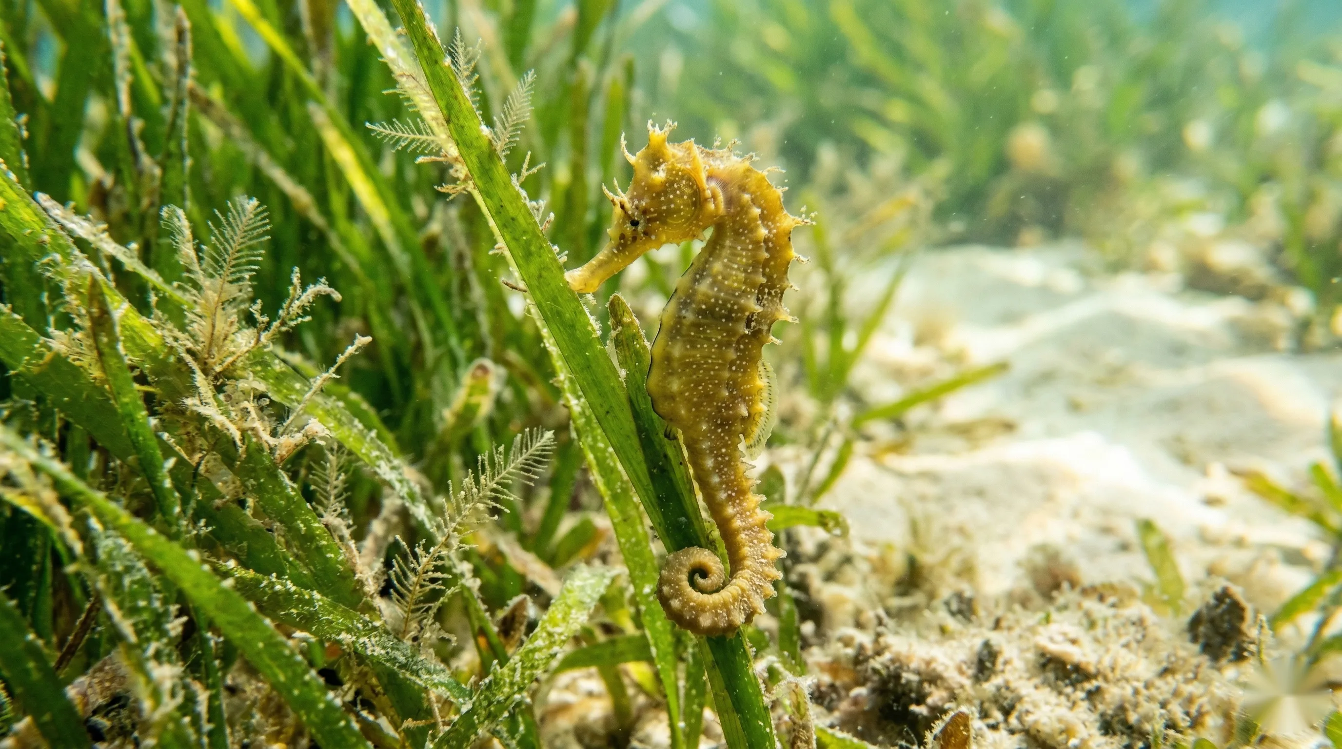 Klein zeepaardje