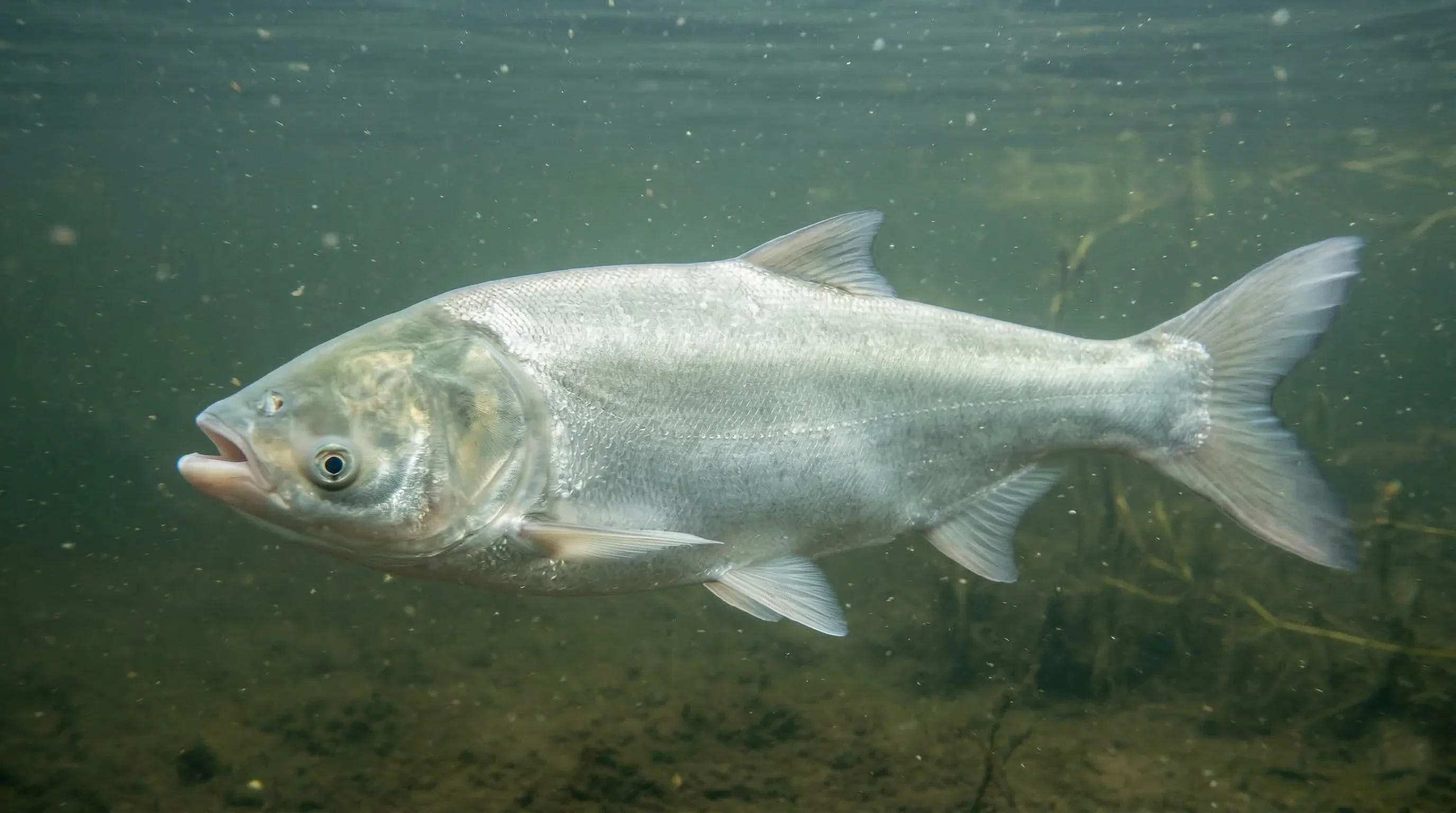 Zilverkarper (Hypophthalmichthys molitrix)