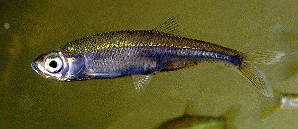 Vetje (Leucaspius delineatus)