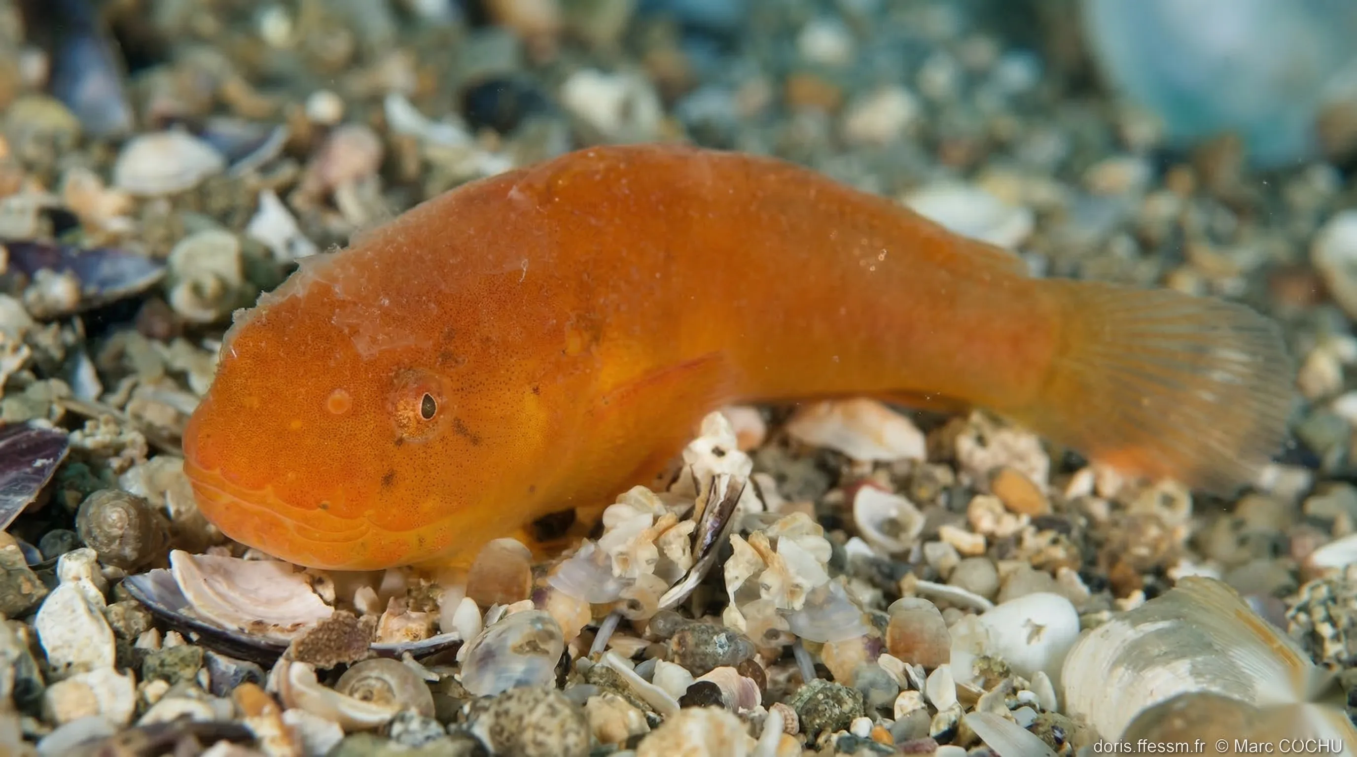 Kleine slakdolf (Liparis montagui)